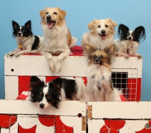 Sure, they look happy now, but wait until the puppies get in trouble and wind up in Time Out.