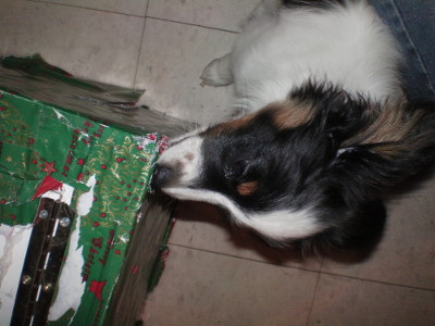 This is Coyote tearing the wrapping paper off of a birthday girl's prize present.  Just kidding, that's Jingles' show box that needed rewrapping anyway.  But it'd be fun having the dogs unwrap presents right?  I mean if it wasn't by accident.  We could do it by "accident" though!
