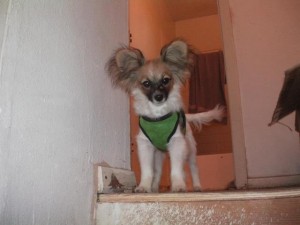 Squirrel certainly fits the original Chickendog's profile. Poor Squirrel was squealing in severe distress, I ran up the stairs to see him right in this position, stuck at the top of the stairs. I laughed, ran back down, grabbed my camera and took this picture. He pretty much immediately came down after seeing all the other dogs and me disappear around the corner a second time.