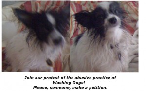 The dogs are now washed, but they are organizing a protest. They would appreciate your support.