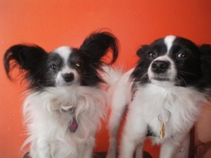 This is Skeeter (on the right) with his best friend in the whole world, Jingles.  Unfortunately for Skeeter, Squirrel has been licking Jingles' face lately-and she's seems to be hating it less and less.