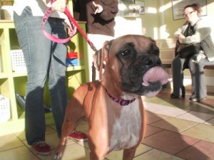 Know what happens to dogs who stick their tongues out at people taking their pictures?