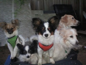 The Pups playing in the suitcase led to the other dogs' interest in it as well.  Might as well take a pic!