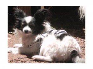 Here we see the star of our show lounging in the sun at her in-town home.