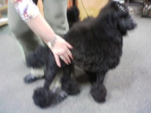 This picture doesn't do justice to the beauty of this poodle that was at class with us last night.